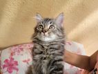 Sibarian Kittens
