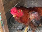 Parrot Beak Rooster