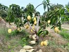 TAC අඹ පැළ ( Mango plants )