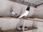 Pigeons