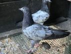 Taddy Pigeons