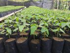 තැ නින් ගස්ලබු පැළ ( papaya plants )