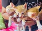 තැබිලි පාට පූසෝ 3 න් දෙනෙක් ඉන්නවා කාටද ඕනේ