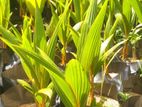තැඹිලි පැල