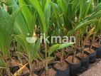 තැඹිලි පැල | Thambili plants Kind Coconut