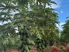 තැනින් ගස්ලබු පැළ