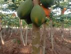 තැනින් ගස්ලබු පැළ ( Papaya plants )