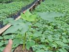 තැනින් ගස්ලබු පැළ ( Papaya plants )