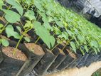 තැනින් ගස්ලබු පැළ ( Papaya plants )