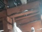 Pigeons