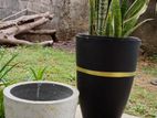 Taitanium Pots with Plant