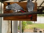 Talkative African Gray Breeding Pair