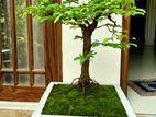 Tamarind Bonsai Tree