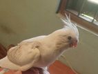 Tamed Cockatiel Chick