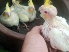 Tamed Cockatiel Chicks