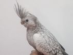 Tamed Cockatiel