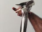 Tamed Cocktail Bird
