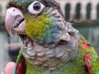 Tamed Crimson Belly Conure