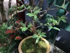 Tamerind Bonsai Plants