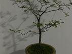 Tamerind Bonsai Plants