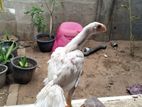 Tamil Nadu Line Parrot Beak Aseel Chicks