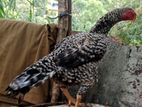 Tamilnadu Line Parrot Beak 2 Rooster