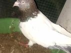 Taming Pigeon