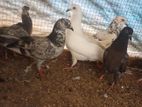 Taming Pigeon