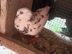 Taming Pigeon