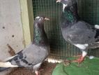 Timing Pigeon