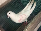 Taming Pigeon
