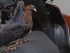 Taming Pigeons