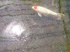 Tancho fish