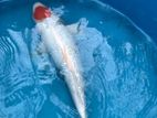 Tancho Koi Fish