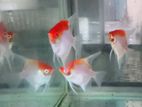 Tancho Red Eye Angel Fish