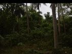 TANGALLE : 3 ACRES PREMIUM COCONUT LAND FOR SALE