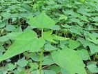 Papaya Plants