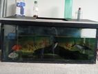 Fish Tank With Fishes