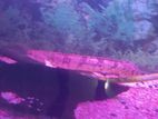 Fish Tank with Arowana
