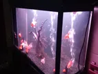 Tank with Fish