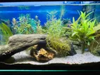 Fish Tank with Rack