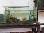 Fish With Tank