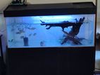 Fish Tank with Fishes