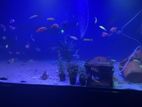 Tank with stand