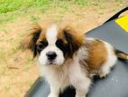 Teri mix puppy