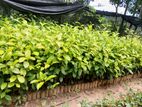 තේ පැල