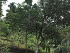 Tea Cinnamom Plantation Land for Sale