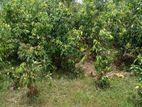 Tea and Cinnamon Land for Sale in Bengamuwa, Matara.