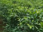 Tea & Gem Mining Land For Sale