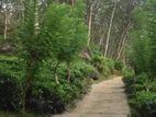 Tea and Rubber Estate for Sale – Mathugama